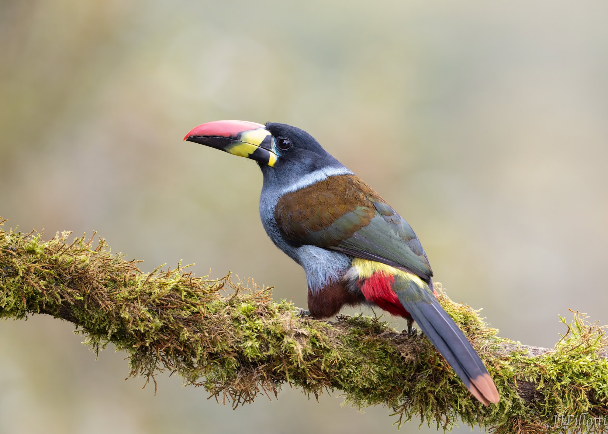 bird of colombia image 10